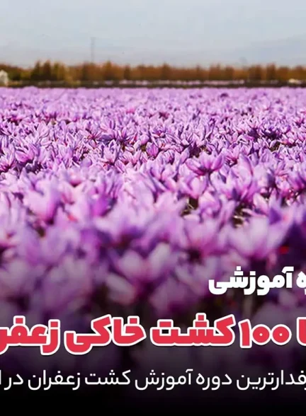 آموزش کاشت و پرورش زعفران